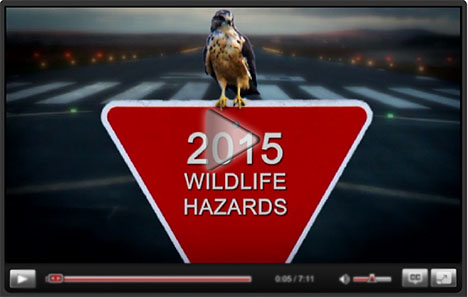 Screen-shot of wildlife strike video